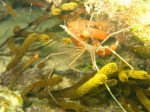 cieloestrellas reef20.jpg